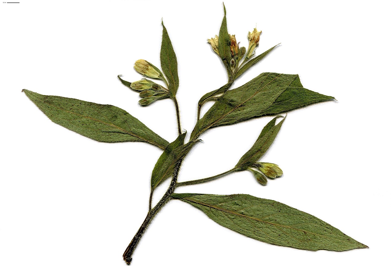 Symphytum tuberosum (Boraginaceae)